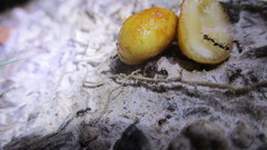 Pheidole dentata