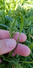 Sclerochloa dura