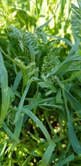 Sclerochloa dura