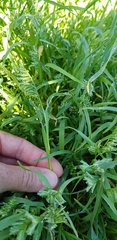 Sclerochloa dura