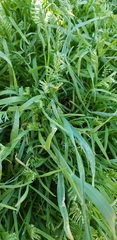 Sclerochloa dura