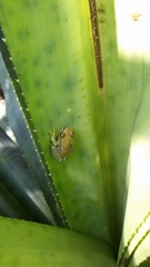 Guibemantis bicalcaratus