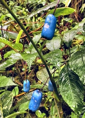 Burmeistera cyclostigmata