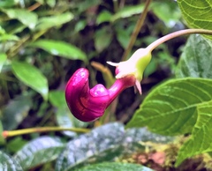 Burmeistera cyclostigmata