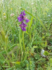 Anacamptis morio