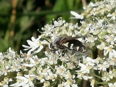 Stratiomys singularior