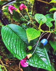 Burmeistera cyclostigmata