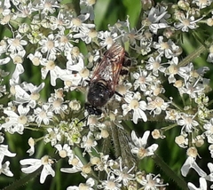 Stratiomys singularior