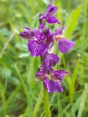 Anacamptis morio