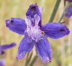 Delphinium hesperium