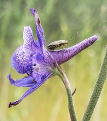 Delphinium hesperium