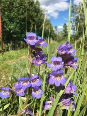 Penstemon gormanii