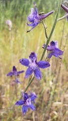 Delphinium hesperium
