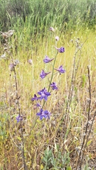Delphinium hesperium