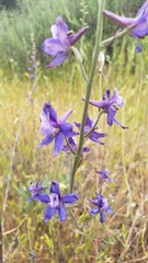 Delphinium hesperium