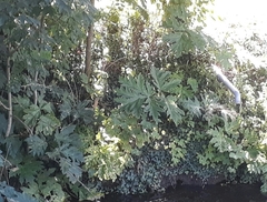 Heracleum mantegazzianum