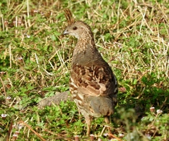 Callipepla douglasii