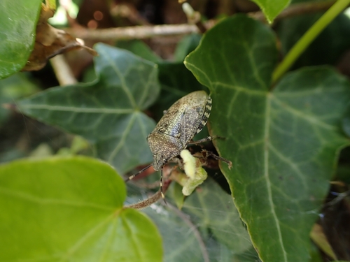 Mottled Stink Bug, 2036 GP Haarlem, Netherlands, photo 7 of 10