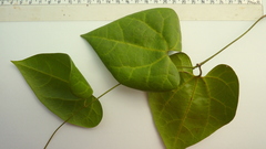 Aristolochia tamnifolia