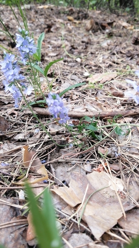 Prostrate Speedwell