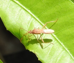 Burtinus notatipennis