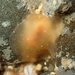 Berthellina punctata - Photo (c) Zachary Robertson, some rights reserved (CC BY-NC), uploaded by Zachary Robertson