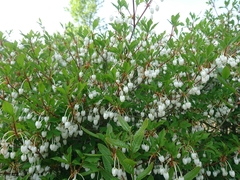 Enkianthus perulatus