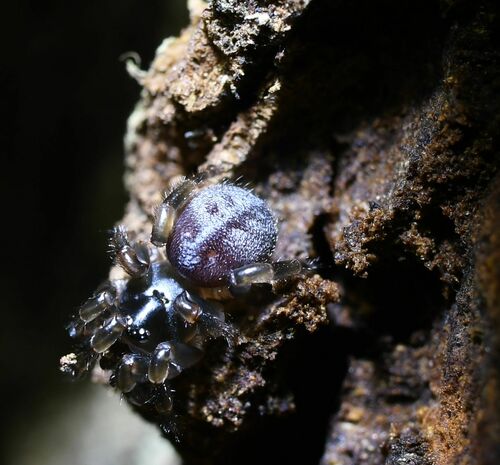 Bertmainius tumidus thumbnail