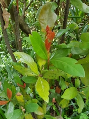 Ixora casei
