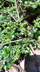 Ligustrum morrisonense