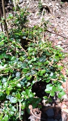 Ligustrum morrisonense