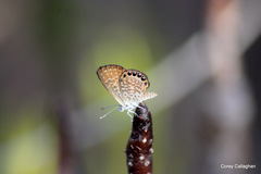 Brephidium pseudofea