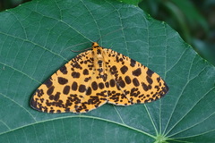 Epobeidia tigrata tigrata