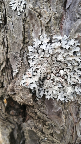 Netted shield lichen
