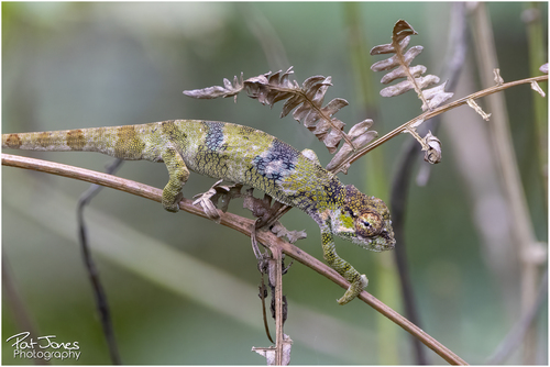 Kigezi Highlands Chameleon