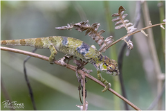 Kigezi Highlands Chameleon photo 4