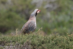 Alectoris chukar cypriotes