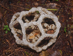 Ileodictyon cibarium