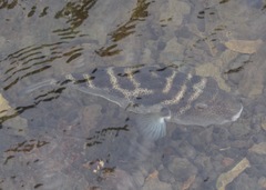 Sphoeroides annulatus