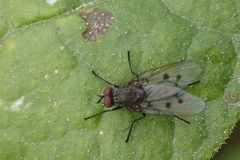 Anthomyia ochripes