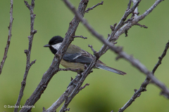 Parus major aphrodite