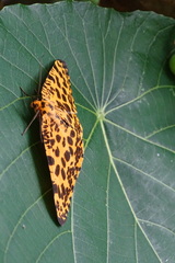 Epobeidia tigrata tigrata