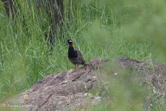 Francolinus francolinus