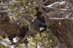Periparus ater cypriotes