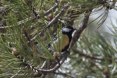 Parus major aphrodite