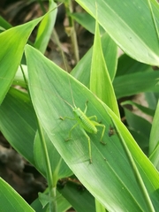 Tettigonia orientalis