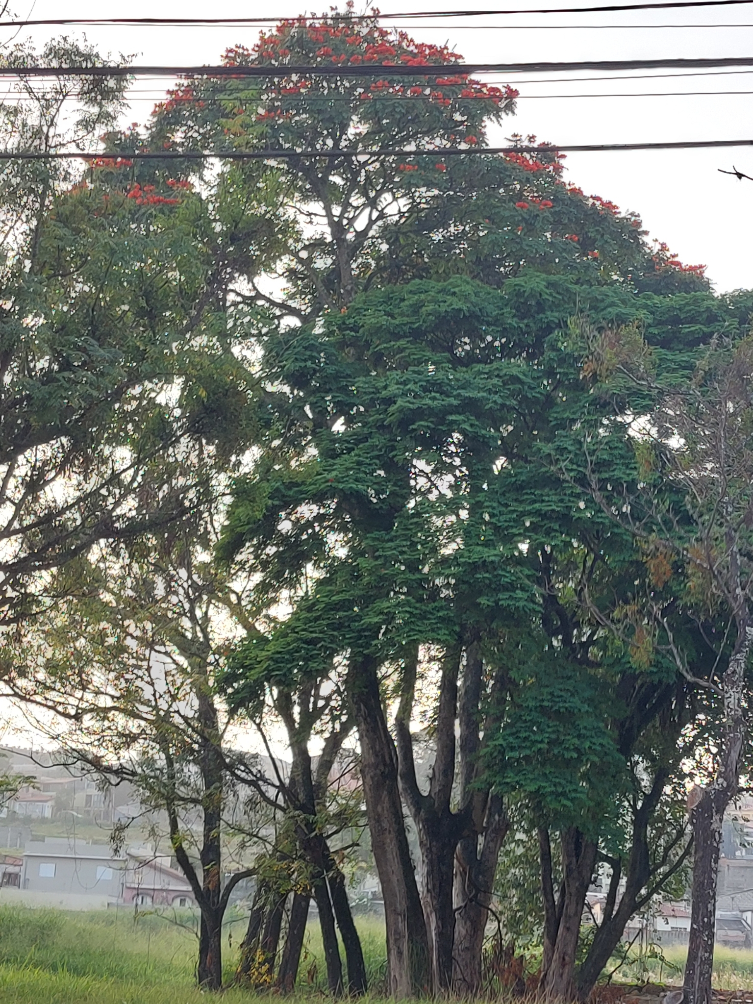 Spathodea campanulata