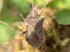 Coreus marginatus