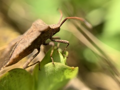 Coreus marginatus