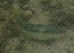 Halichoeres nicholsi